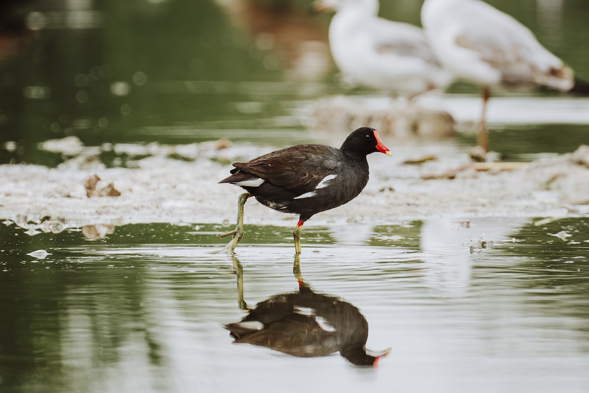 amerikasivhøne - ML644653541