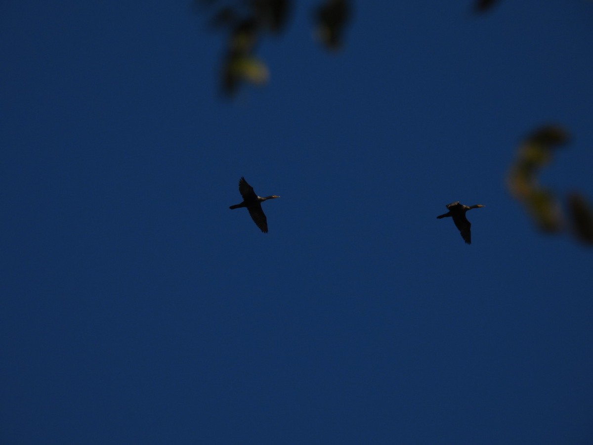 Cormoran à aigrettes - ML644653542