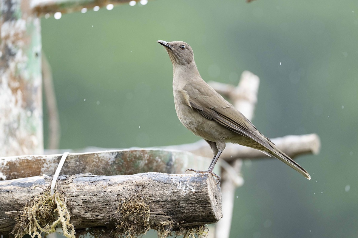 Mountain Thrush - ML644653543