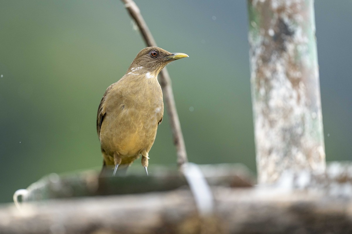 Merle fauve - ML644653552