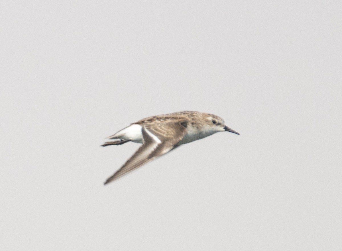 Одой элсэг - ML644653555