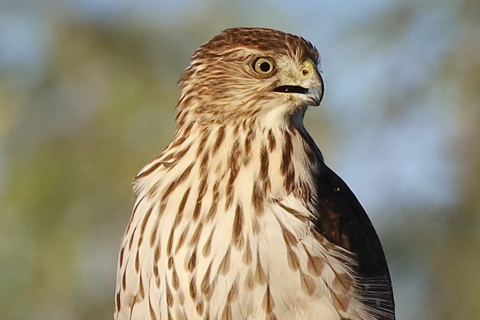 Cooper's Hawk - ML644653563