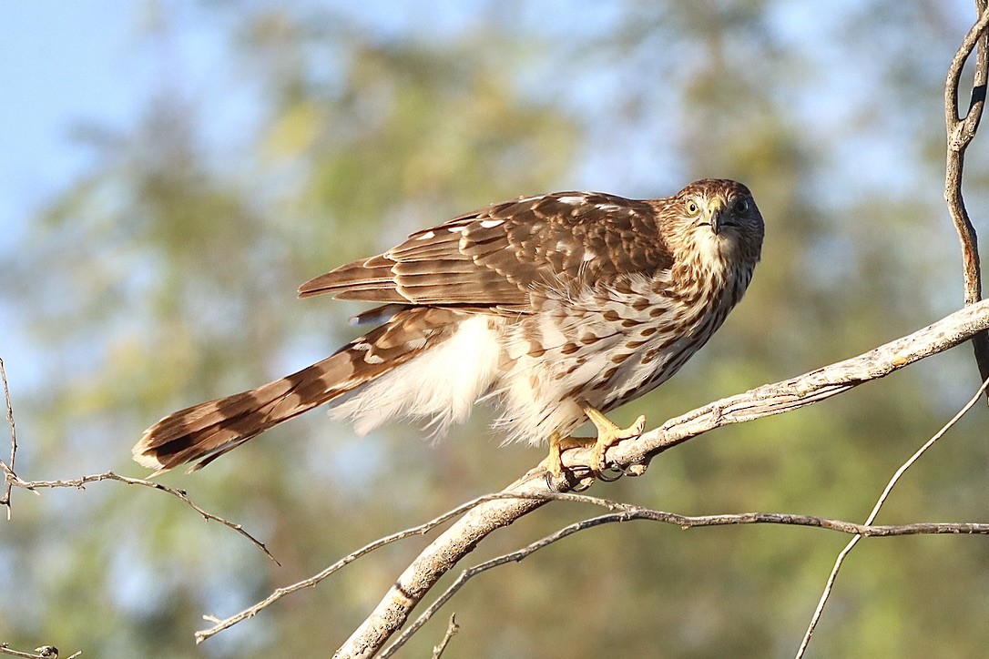 Cooper's Hawk - ML644653564