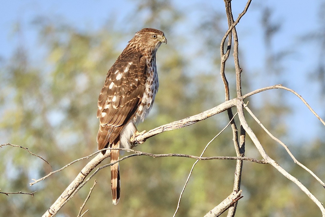 Cooper's Hawk - ML644653565