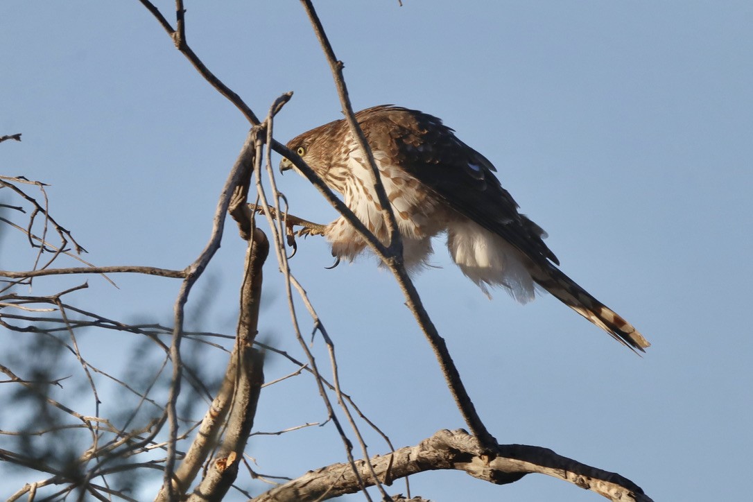 Cooper's Hawk - ML644653566
