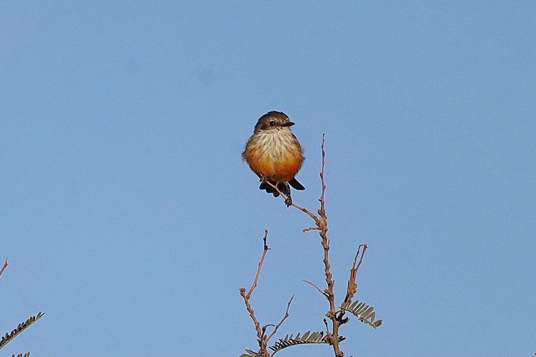 Vermilion Flycatcher - ML644653578
