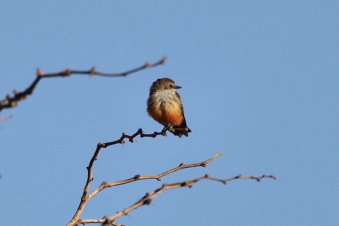 Vermilion Flycatcher - ML644653580