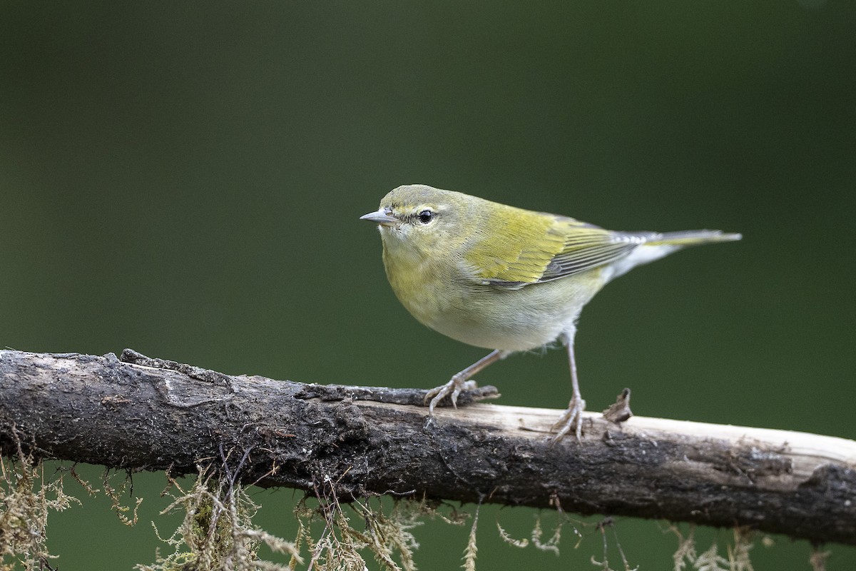 Paruline obscure - ML644653582