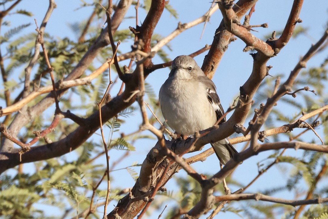 Пересмішник багатоголосий - ML644653585