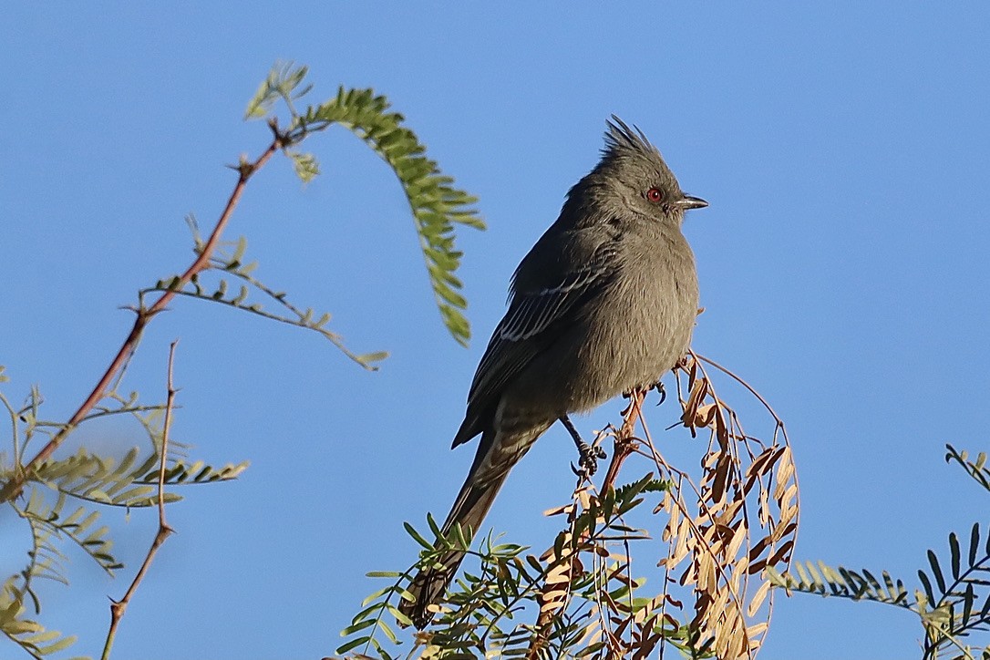 Phainopepla - ML644653589