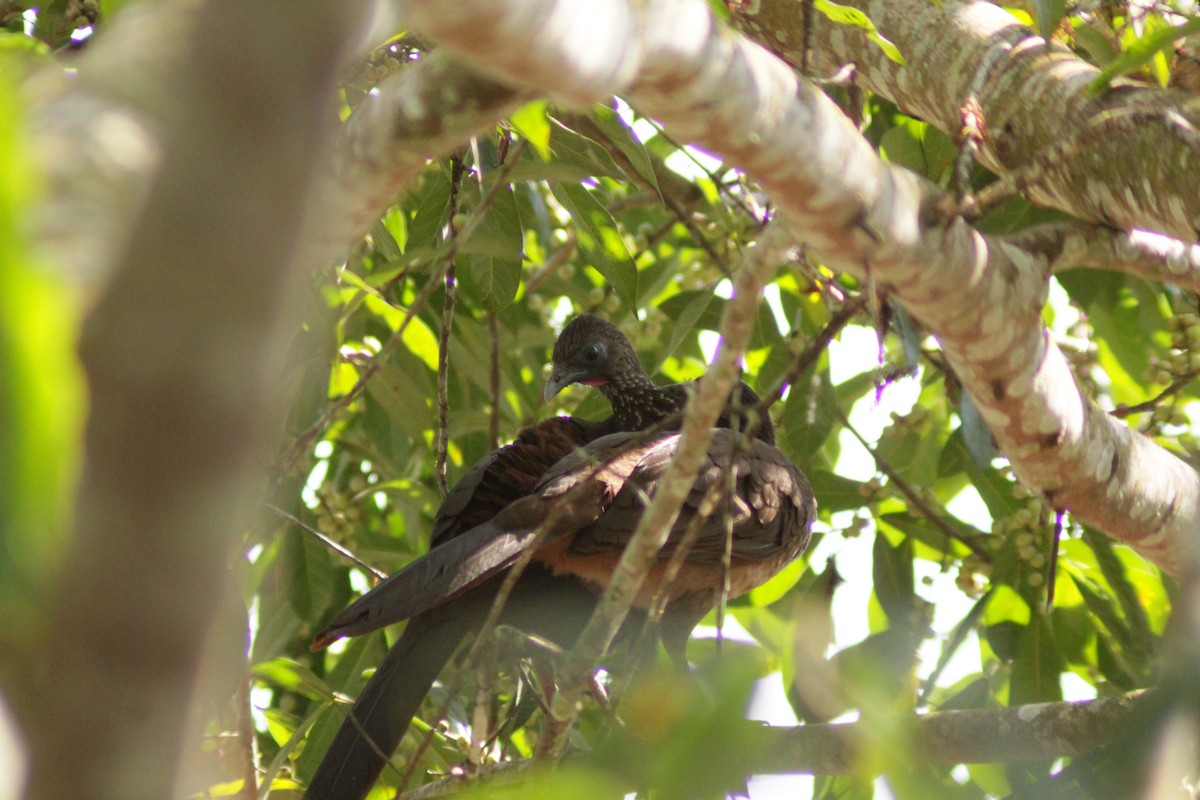 Speckled Chachalaca - ML644653592