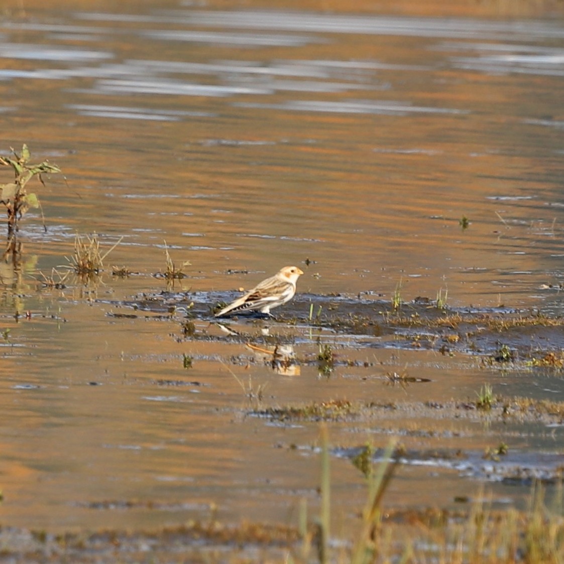 Plectrophane des neiges - ML644653593