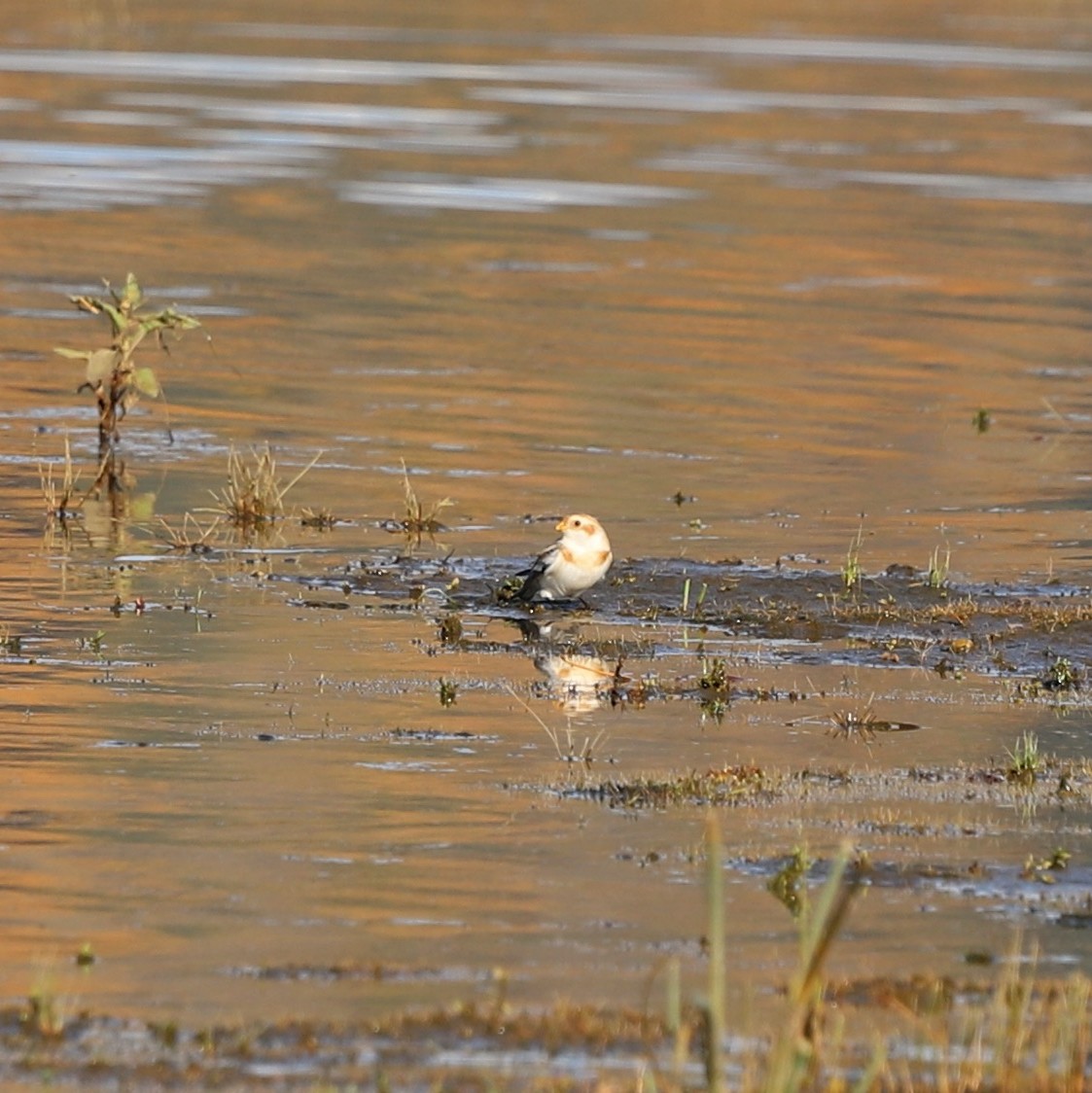 Plectrophane des neiges - ML644653594
