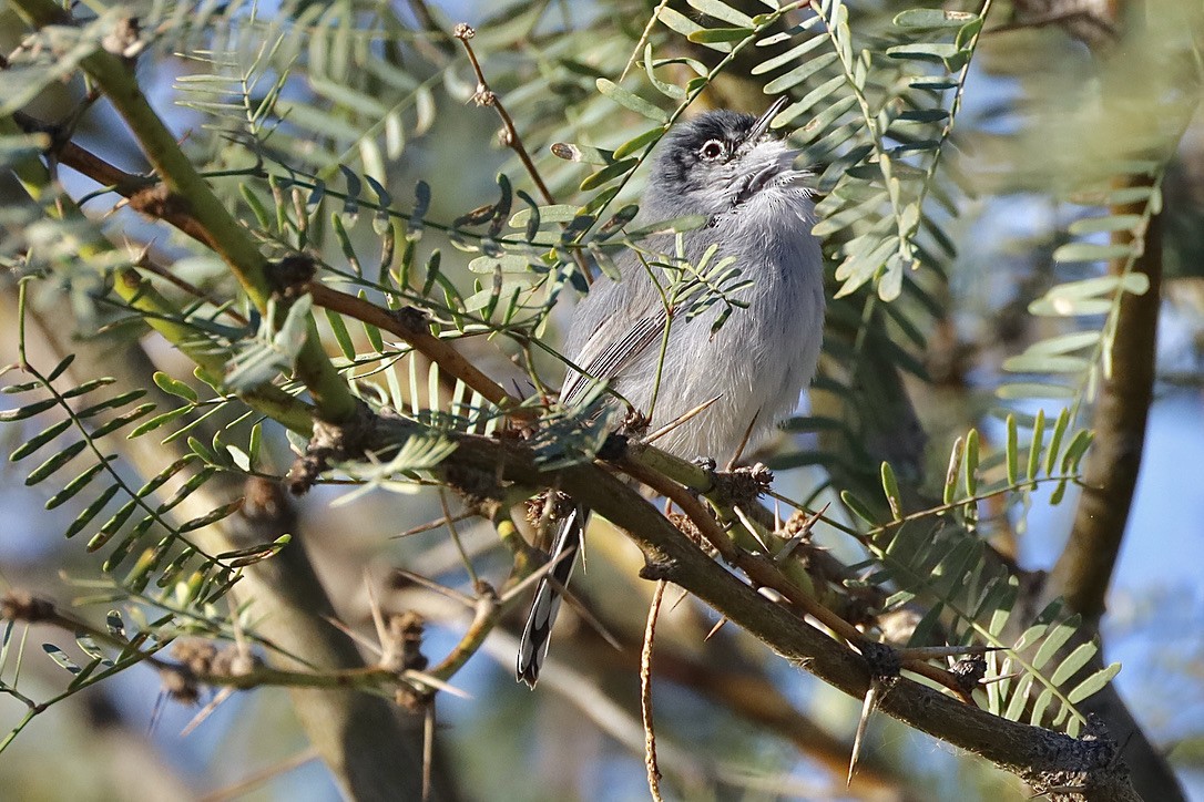 Black-tailed Gnatcatcher - ML644653600