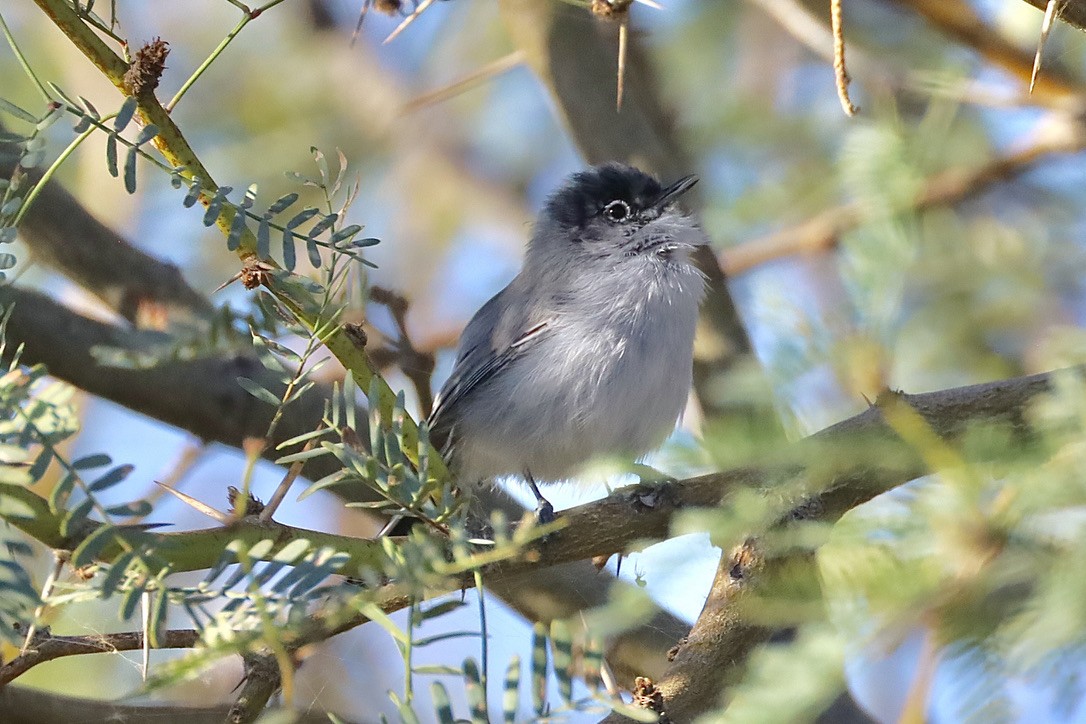 Black-tailed Gnatcatcher - ML644653601