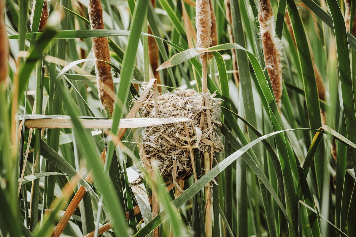 Wren-like Rushbird - ML644653607