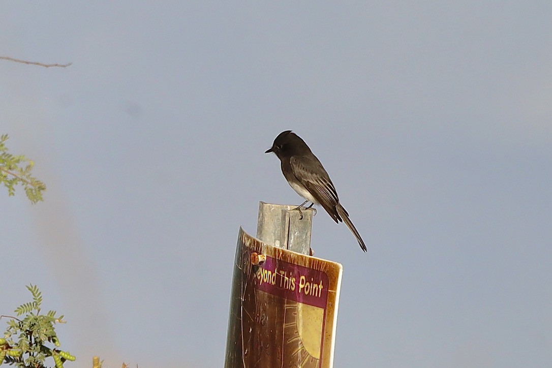 Black Phoebe - ML644653609