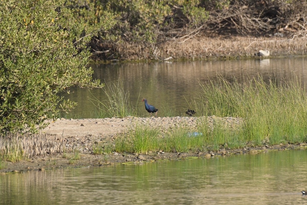 Gray-headed Swamphen - ML644653610