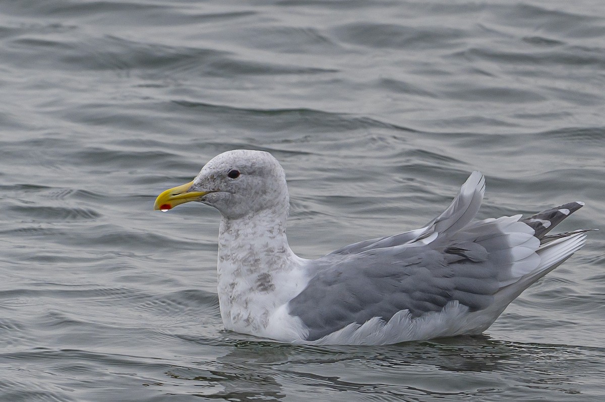 Glaucous-winged Gull - ML644653615