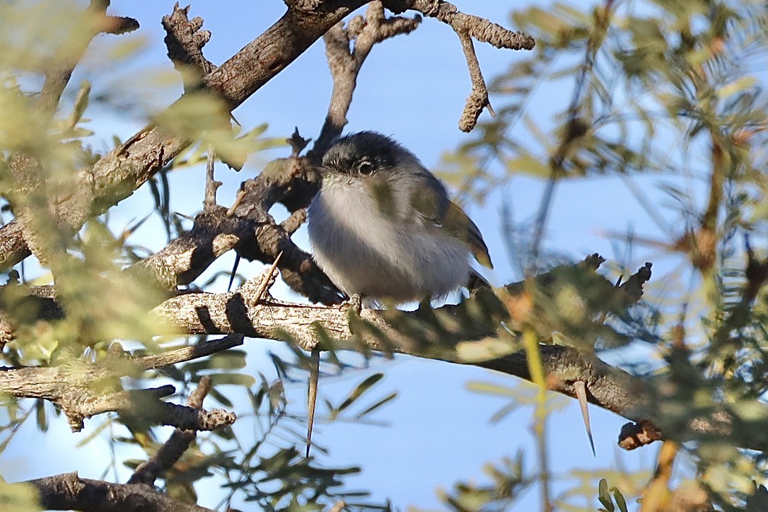 Black-tailed Gnatcatcher - ML644653617