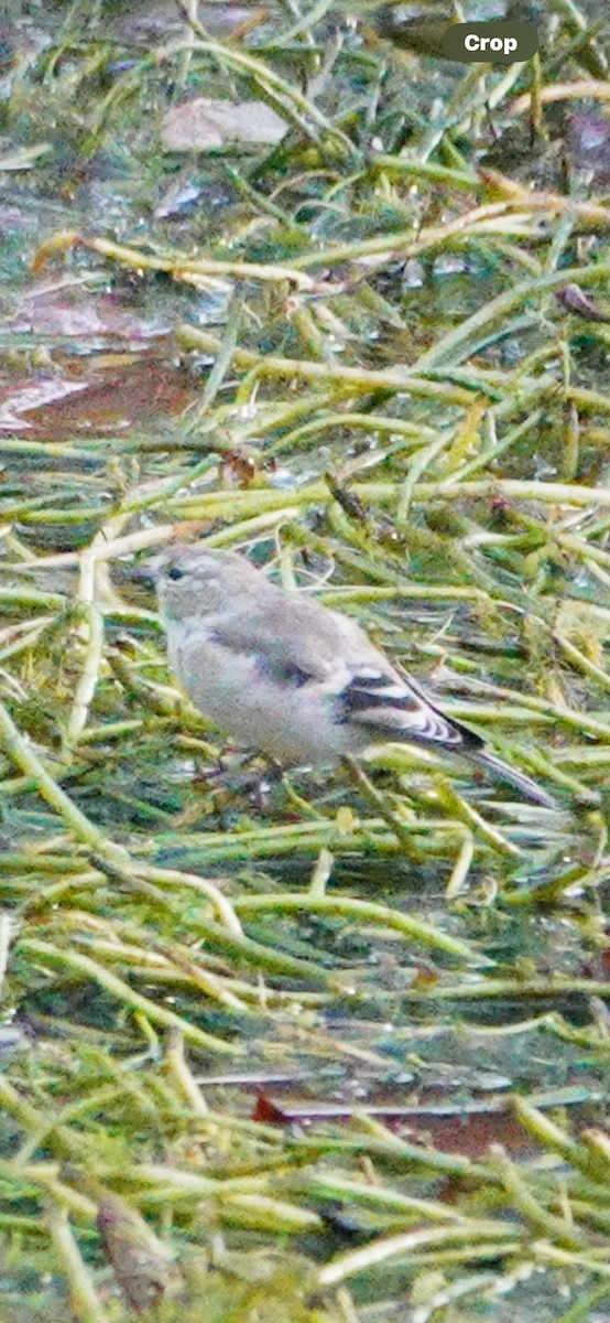 čížek žlutý - ML644653619