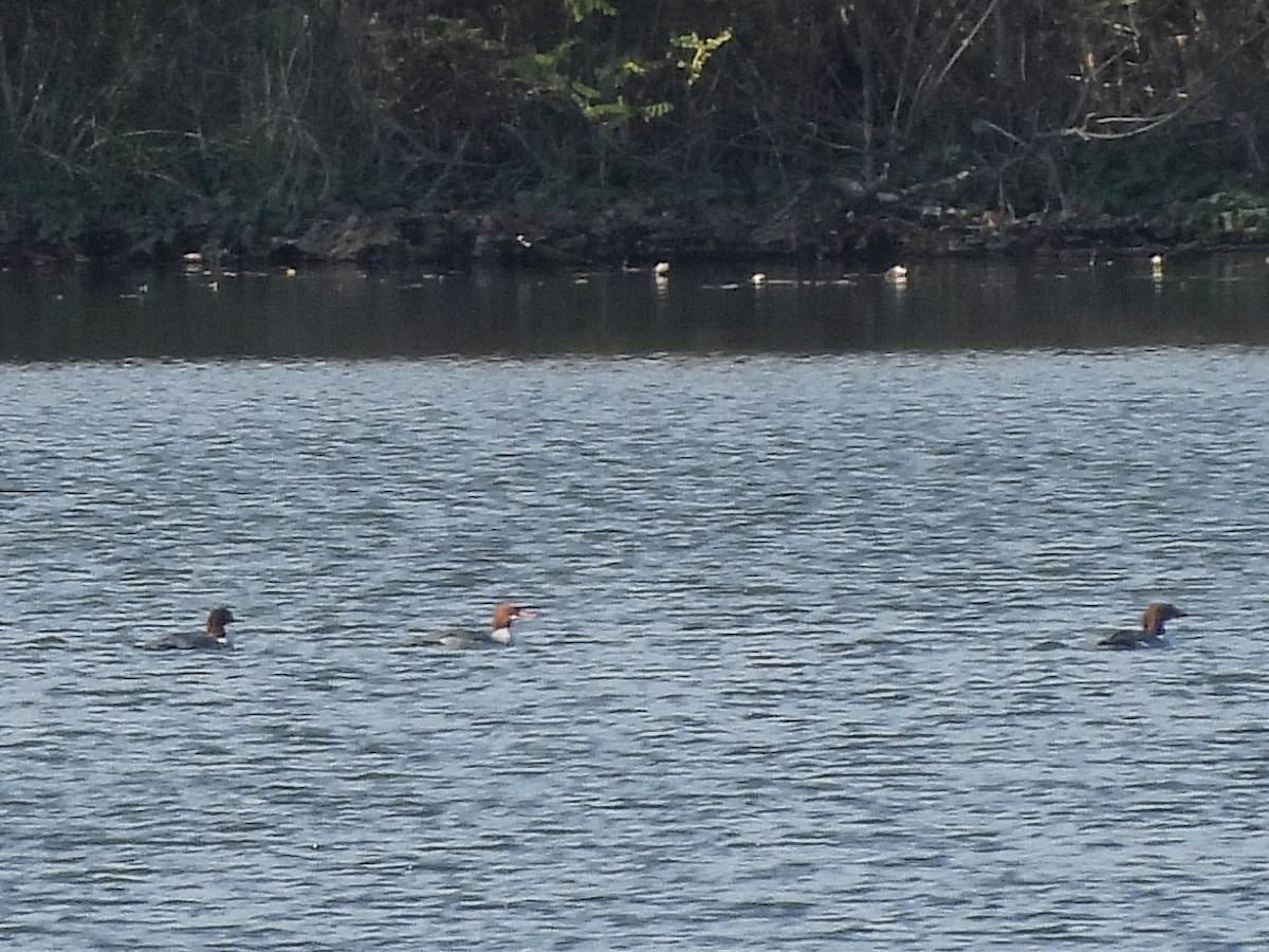 カワアイサ - ML644653623