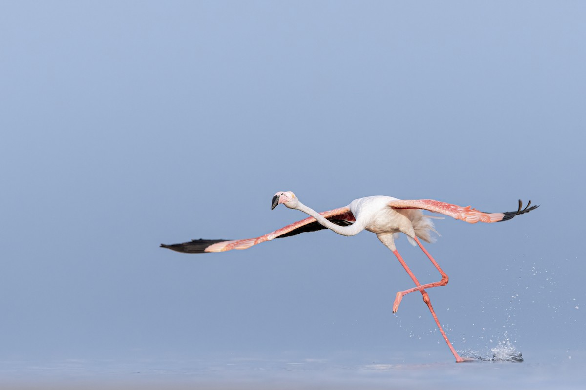 rosenflamingo - ML644653624