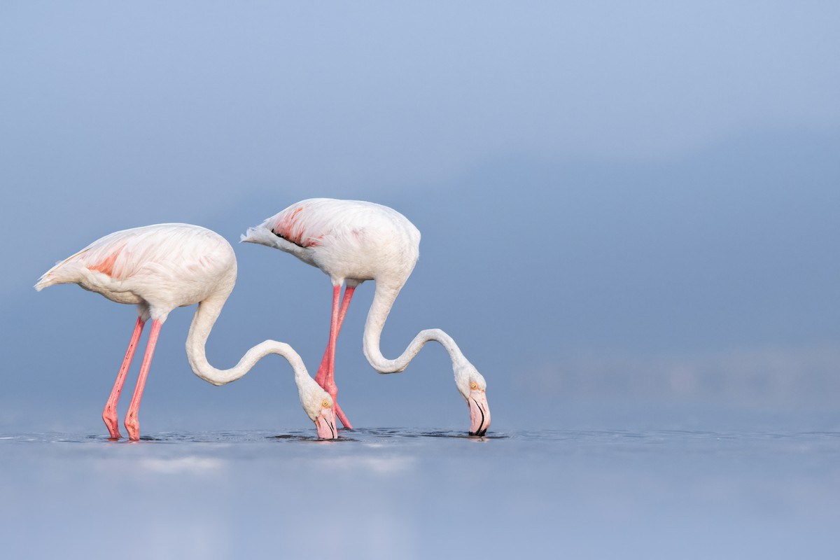 rosenflamingo - ML644653626