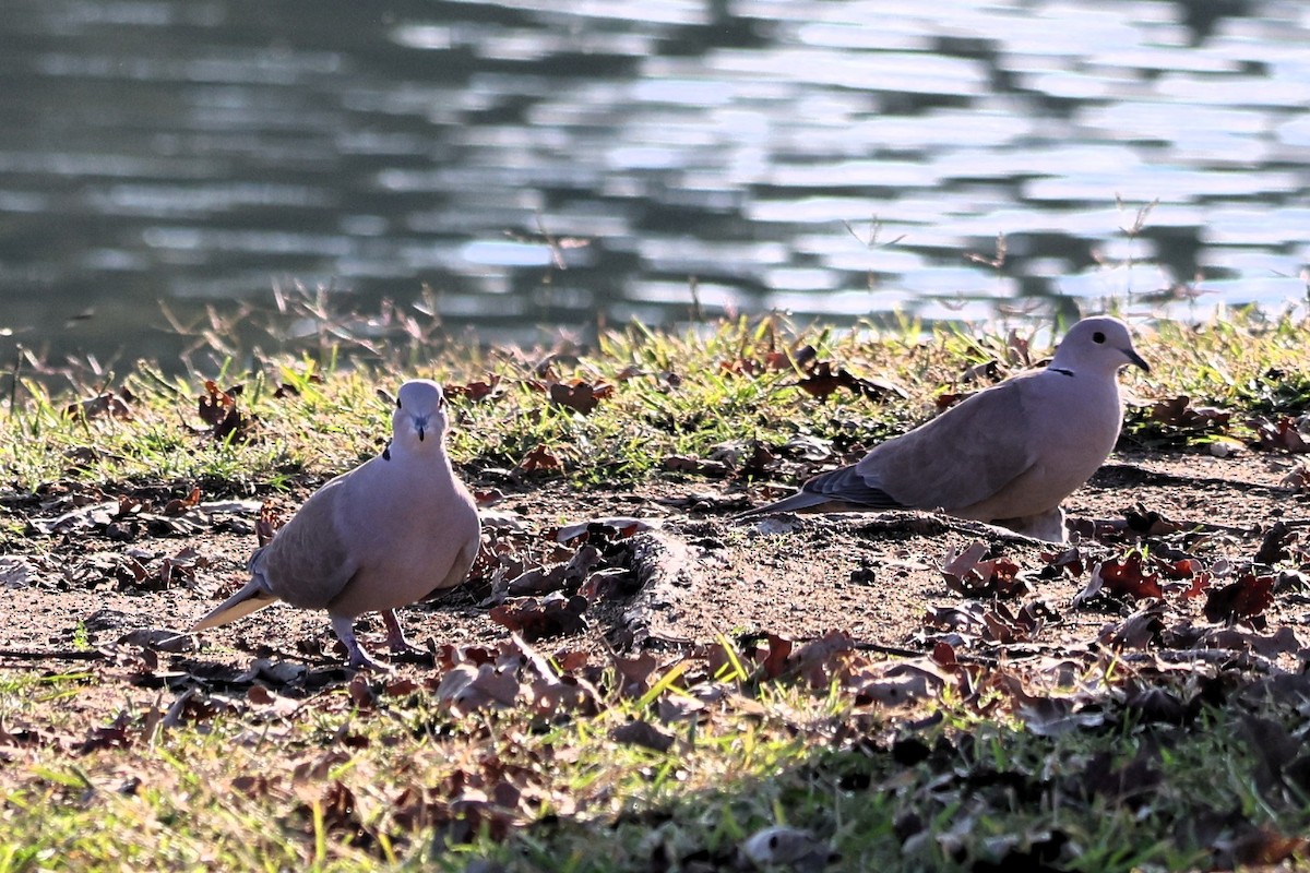 Eurasian Collared-Dove - ML644653632
