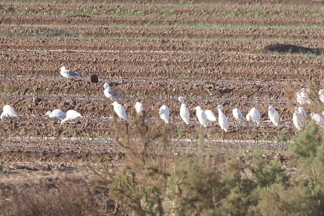 Western Cattle-Egret - ML644653635