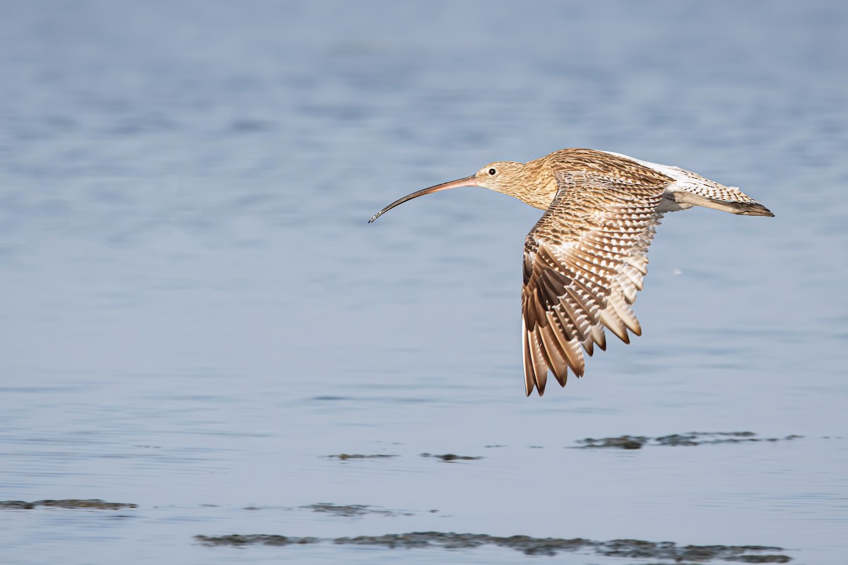 Морин тутгалжин - ML644653636