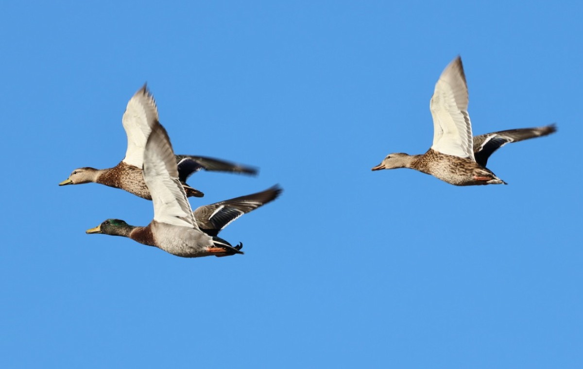 Зэрлэг нугас - ML644653638