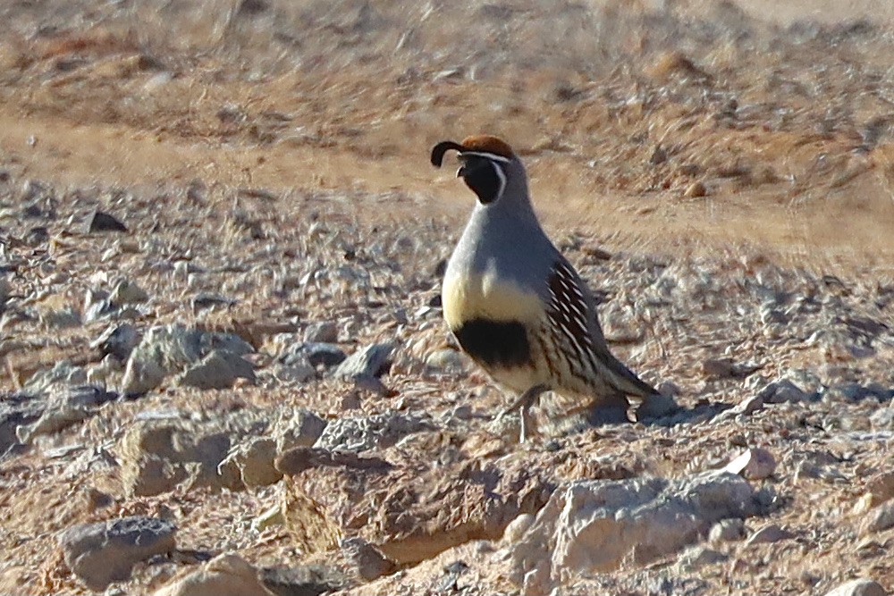 Gambel's Quail - ML644653639