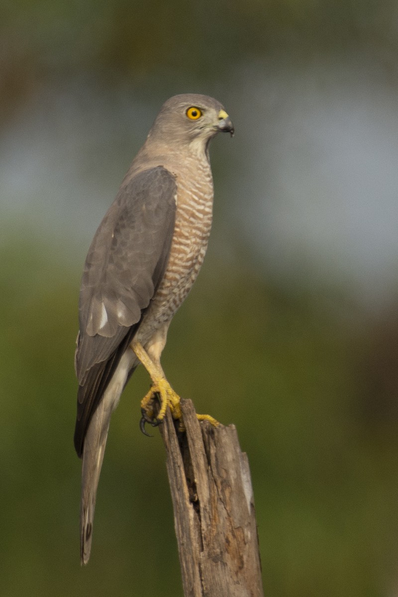 Shikra gabiraia - ML644653640