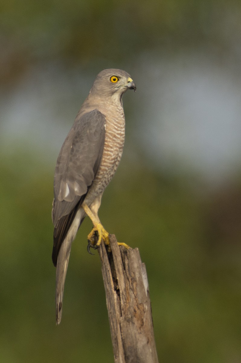 Shikra gabiraia - ML644653641