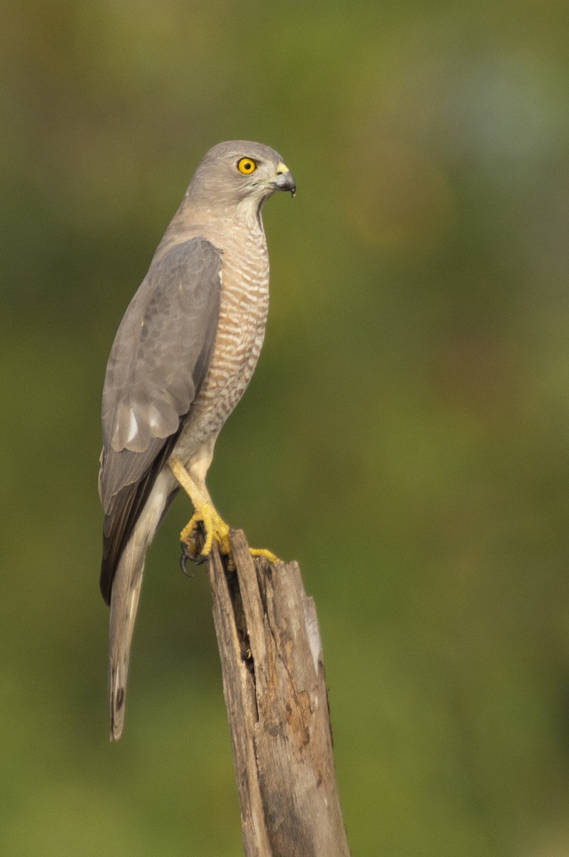 Shikra gabiraia - ML644653642