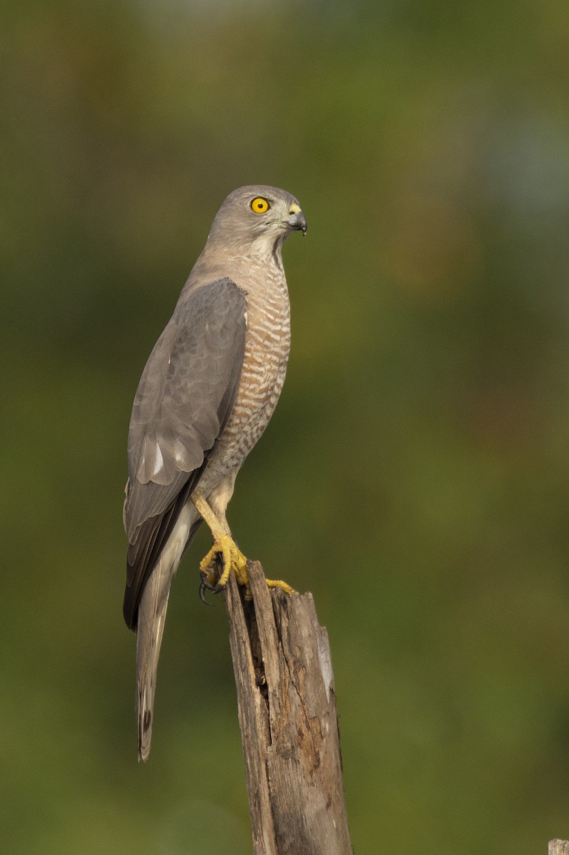 Shikra gabiraia - ML644653643