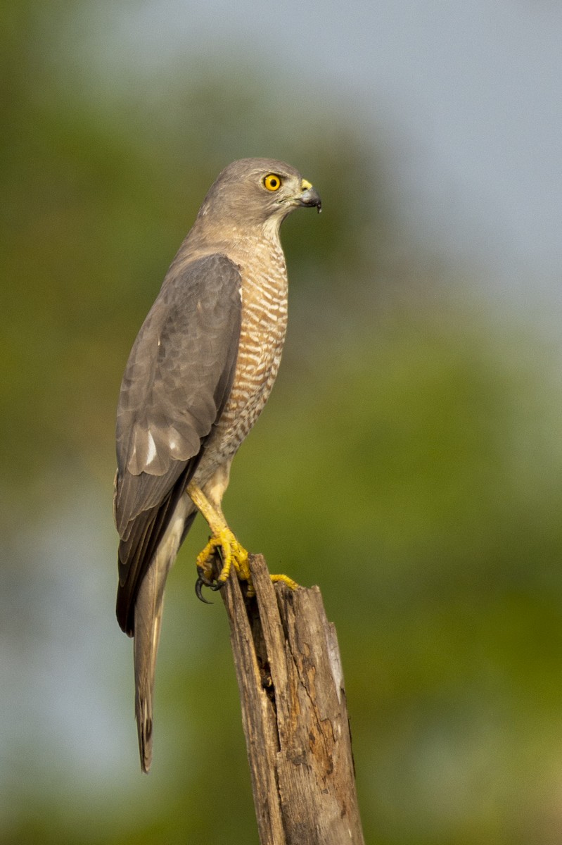 Shikra gabiraia - ML644653645