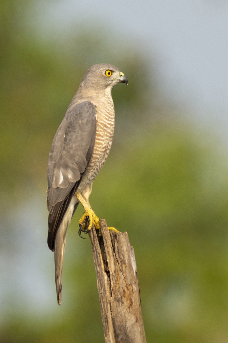 Shikra gabiraia - ML644653646