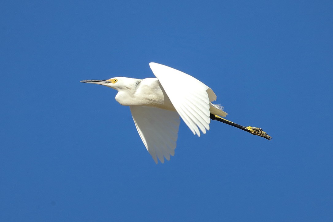 Snowy Egret - ML644653659