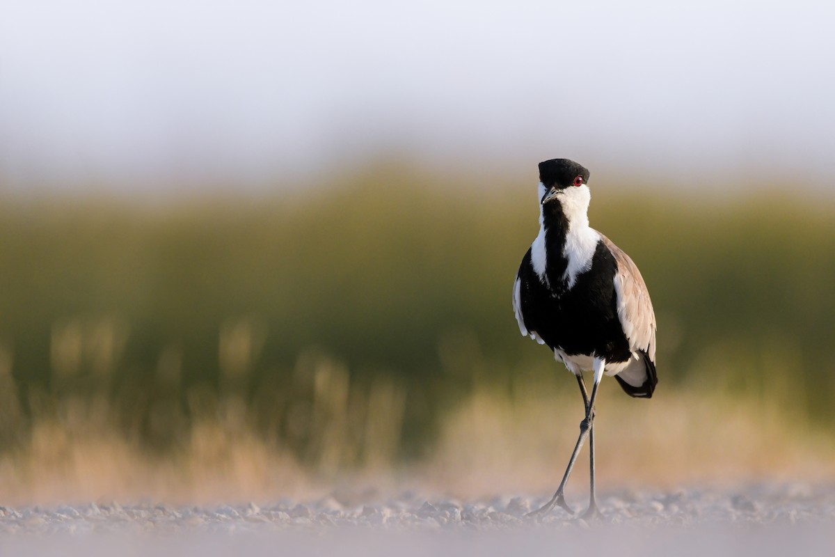 Vanneau à éperons - ML644653663