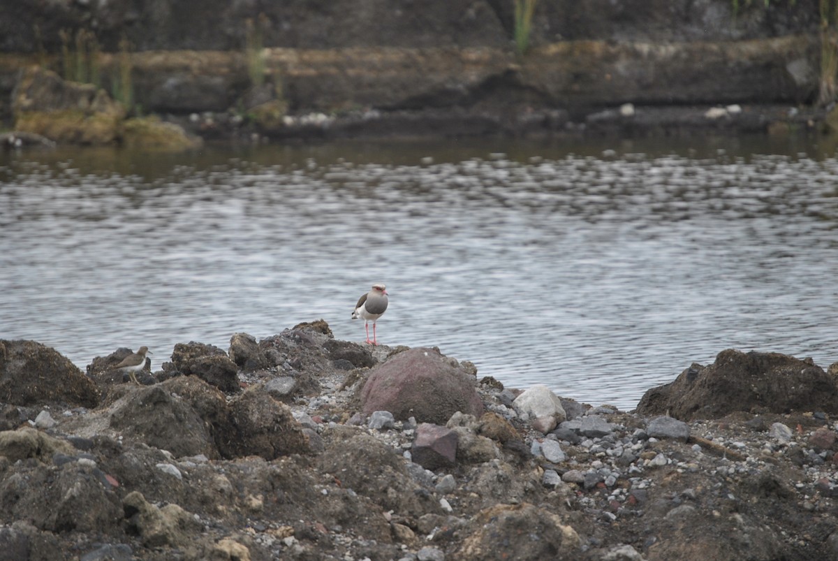 Андский чибис - ML644653666