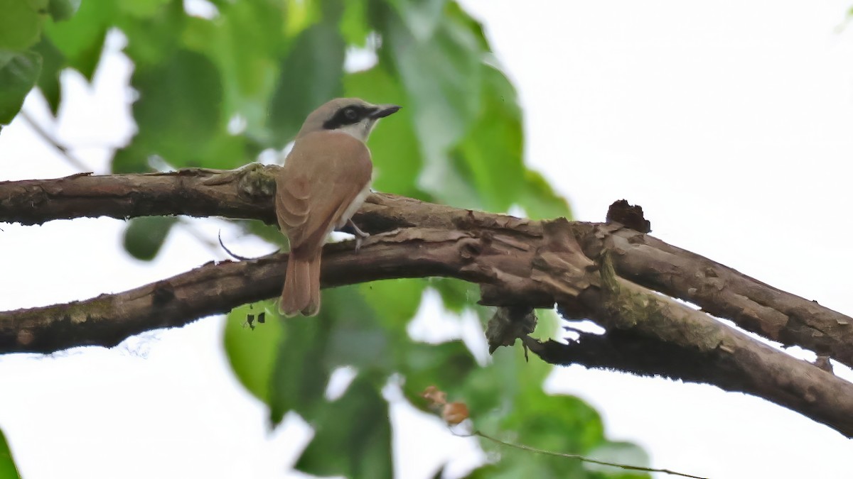 Large Woodshrike - ML644653668