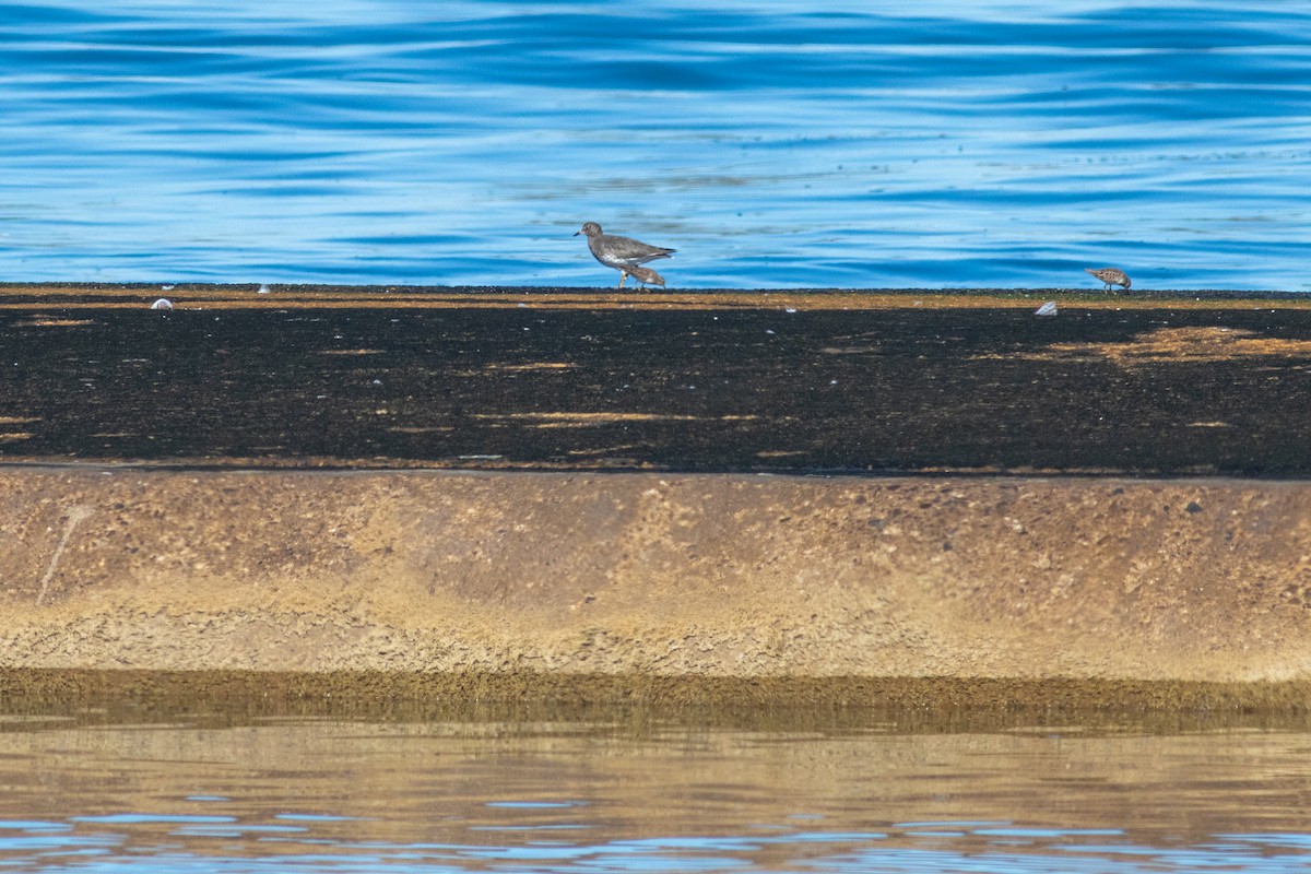 Surfbird - ML644653669