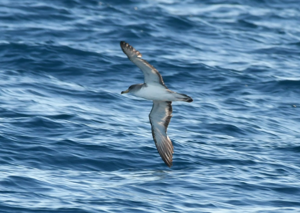 poseidonlire - ML644653671