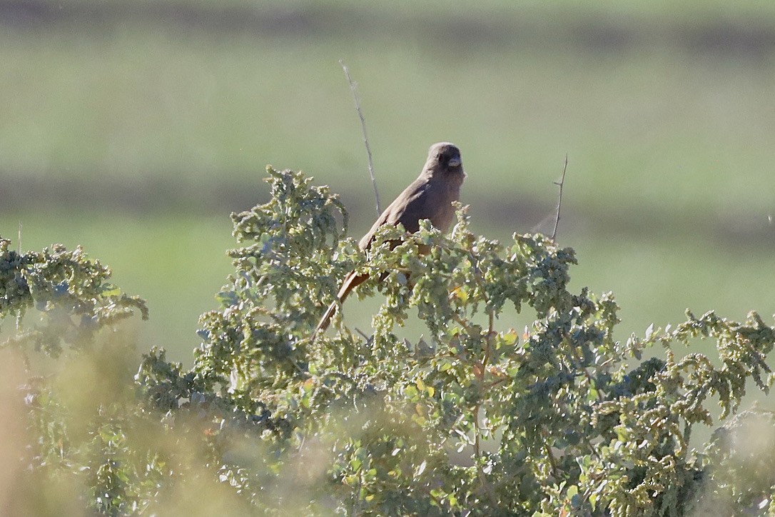 Abert's Towhee - ML644653677