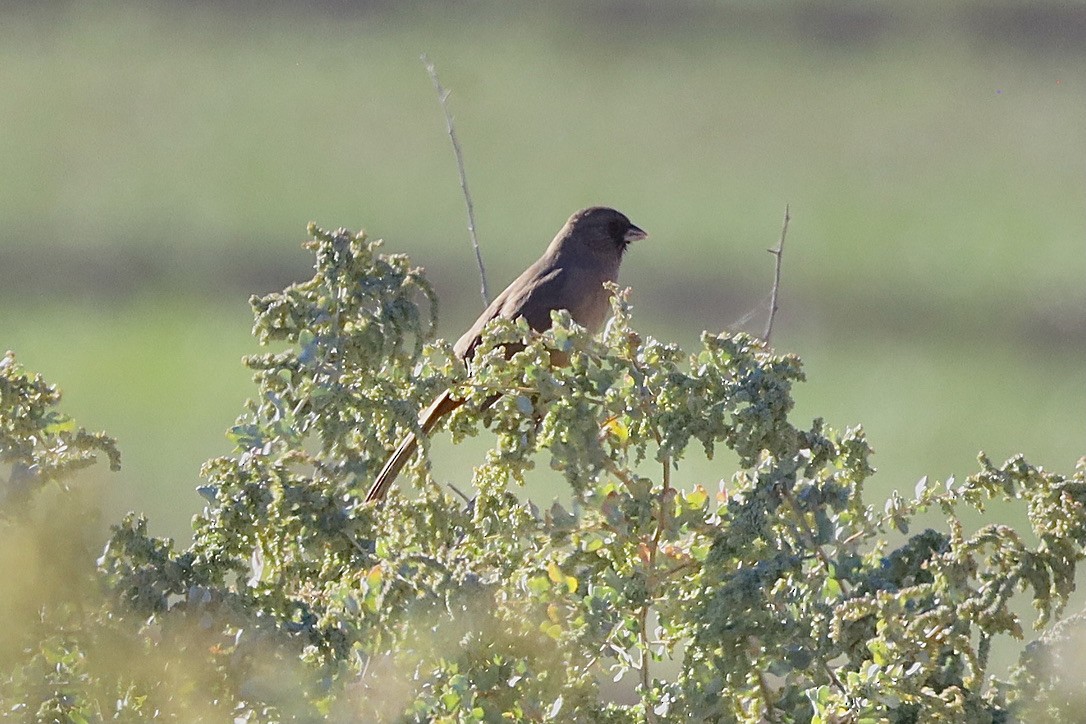 Abert's Towhee - ML644653678