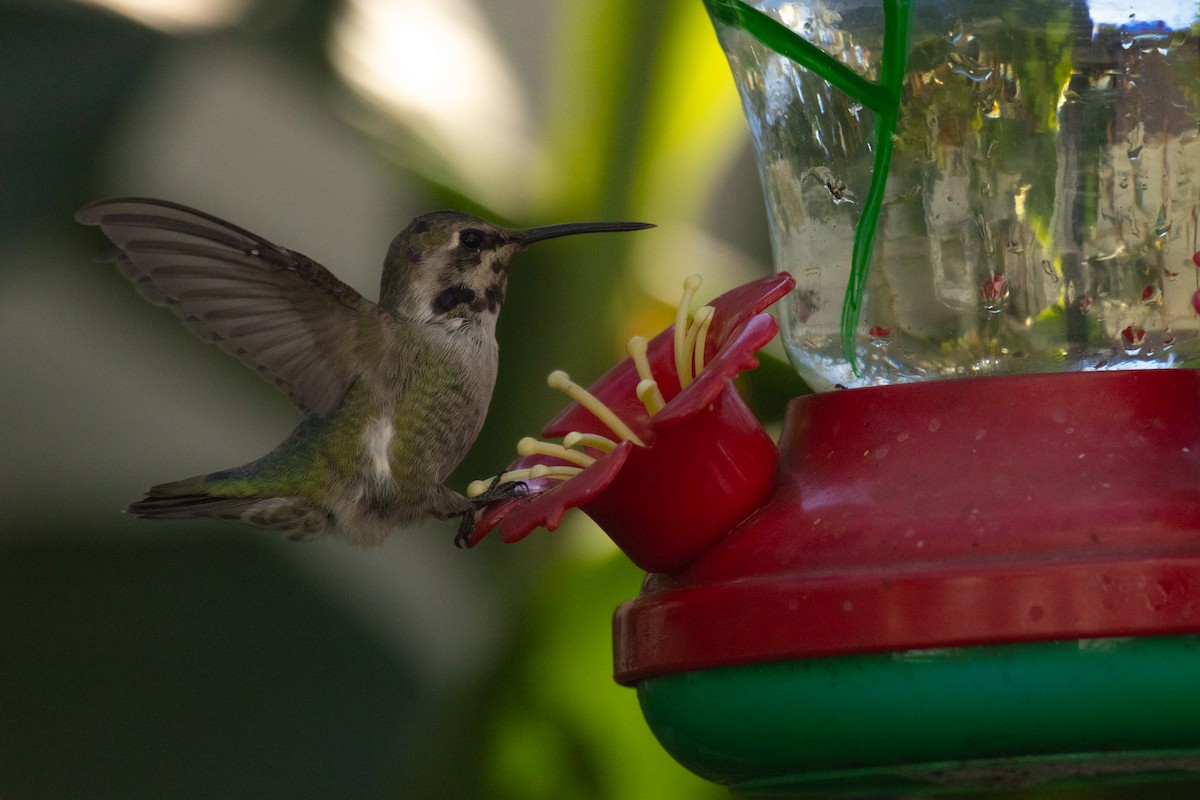 Costa's Hummingbird - ML644653679