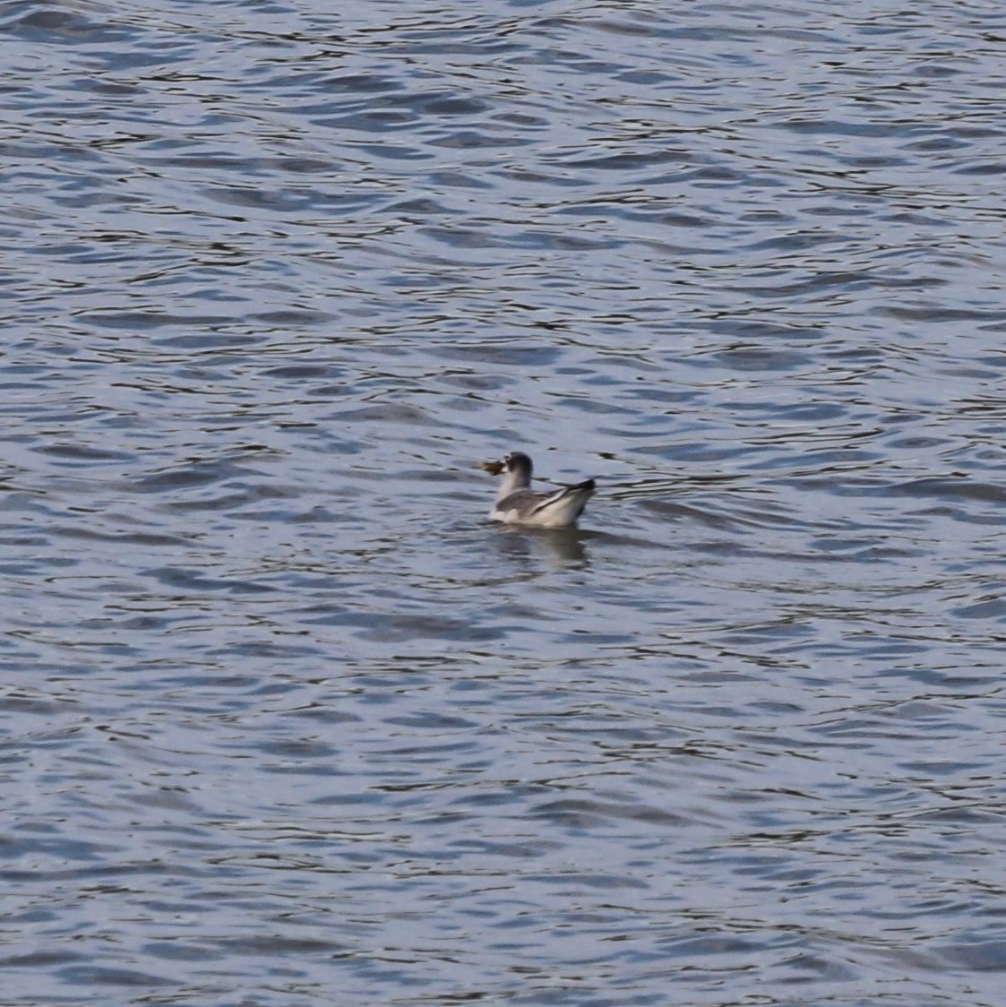 Mouette de Franklin - ML644653683