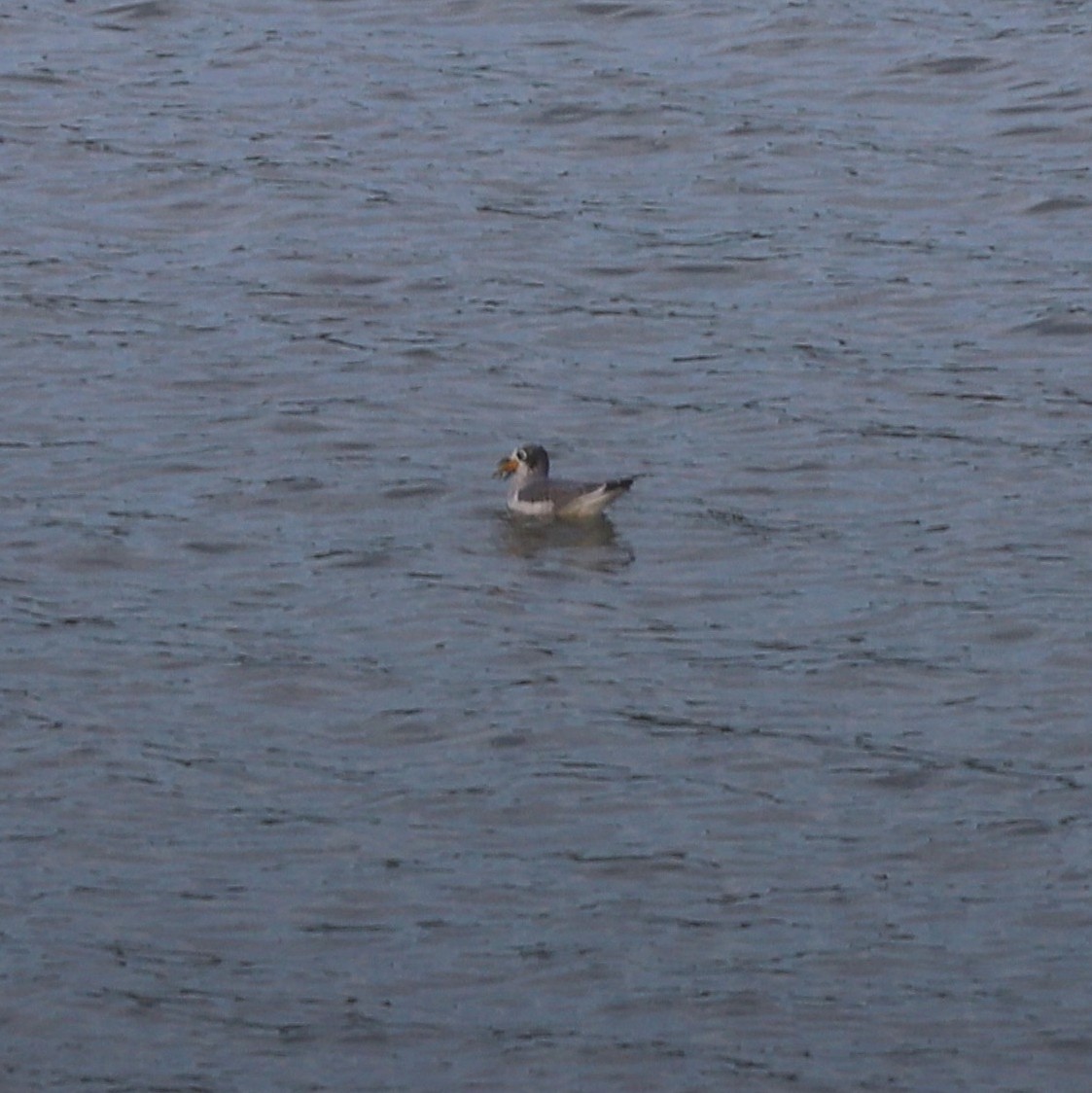 Mouette de Franklin - ML644653684